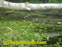 /home//u458753944/public_html/sourcegallery//Frogs/More bullfrogs/P7251188.JPG